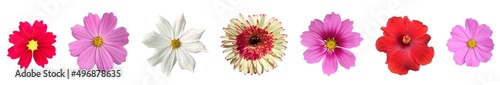 isolated cosmos flower  gerbera flower  hibiscus rosa-sinensis flower and sunflower with clipping paths.