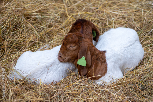 Two little baby lamb laying on hay
