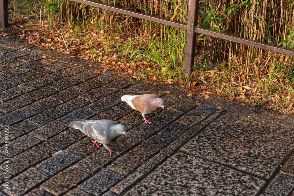 鳩 鳩