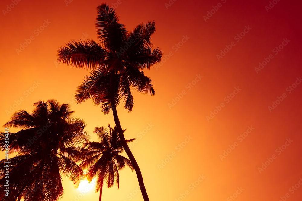 Tropical coconut palm trees silhouettes on beach at sunset with copy space