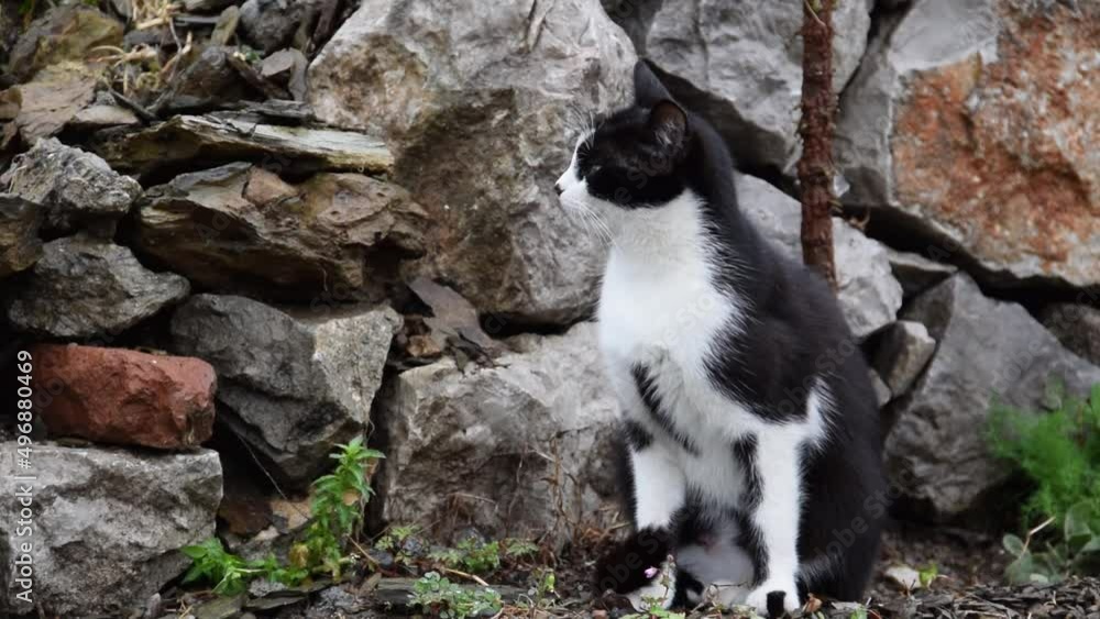 Black and white domestic cat in the garden
Black and white domestic cat in the garden