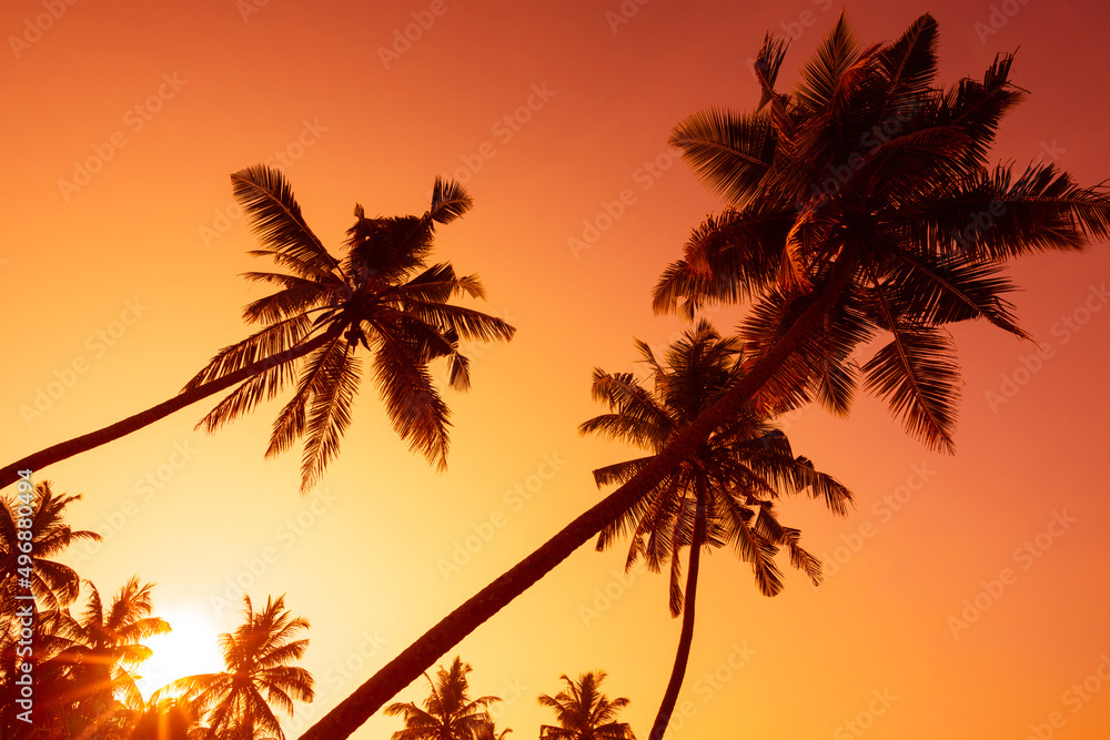 Tropical coconut palm trees silhouettes on ocean beach at sunset
