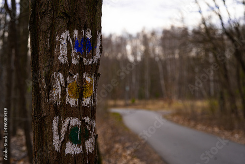 szlak pieszy trzy kolory na drzewie