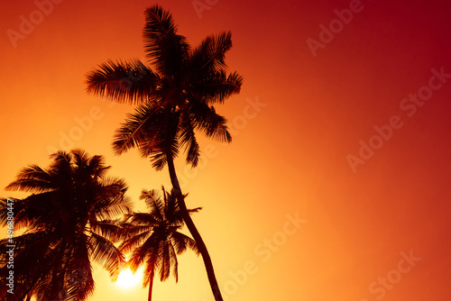 Tropical coconut palm trees silhouettes on beach at sunset with copy space © nevodka.com