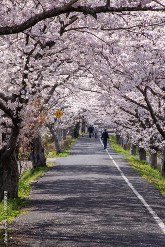 桜トンネル