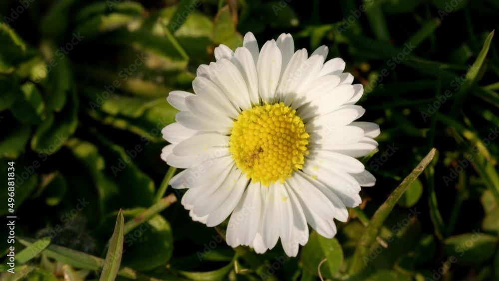 White flower close up with green grass.