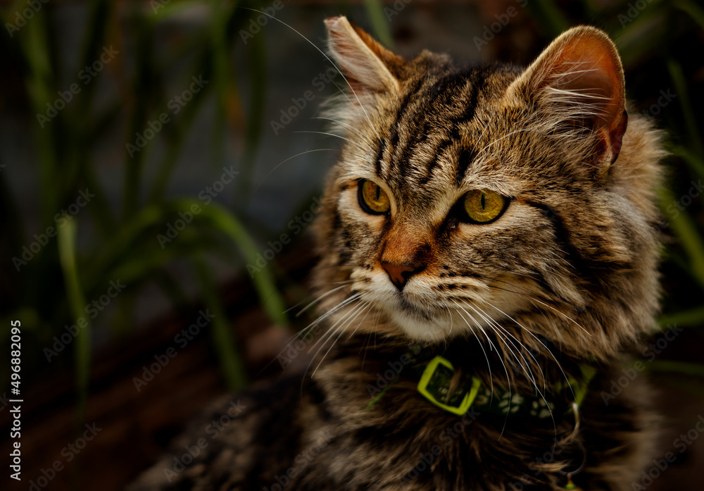 Obraz premium portrait of a cat