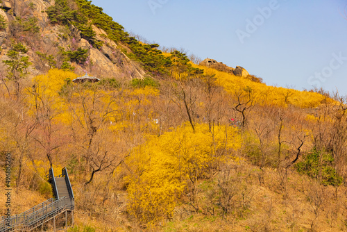 산에 활짝 핀 봄꽃 개나리와 산수유 풍경 photo