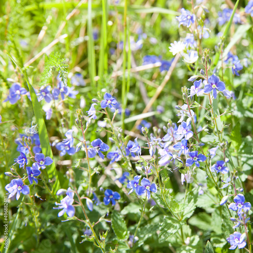 bright spring meadow with beautiful flowers in the garden during spring, Forget not me, flowers