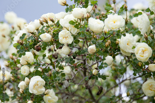 bushes of white roses, soft effect. White roses - Alba,against blue sky.