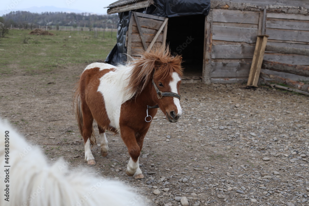 Obraz premium Farm background sheep goat straus