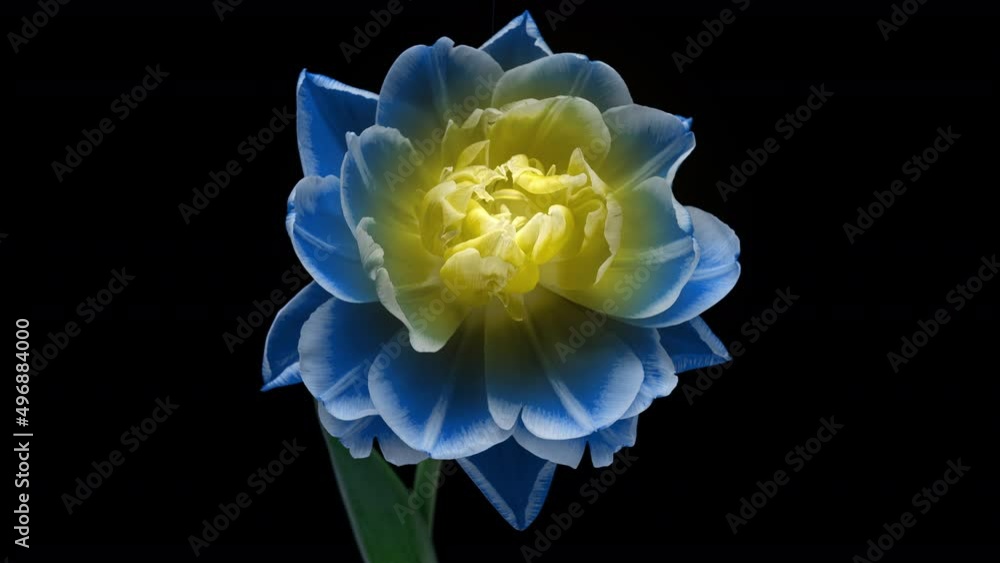 Beautiful blue tulip flower on black background time lapse Beautiful blue tulip flower on black background time lapse