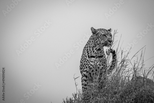 Female Leopard standing on top of a little hump.