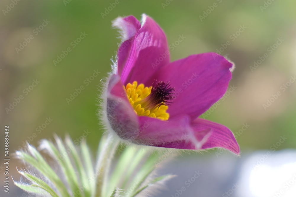 Blossoming Pasque flower in the sunlight and bokeh background Blossoming Pasque flower in the sunlight and bokeh background