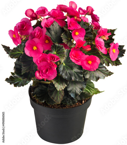 Begonia Reiger in the flowerpot isolated on white background. House plant. Home indoor plant