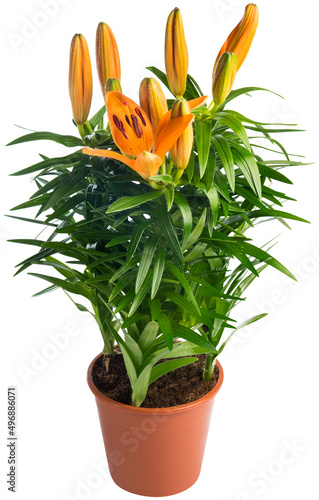 Fotografie Orange lilium in the flowerpot isolated on white background