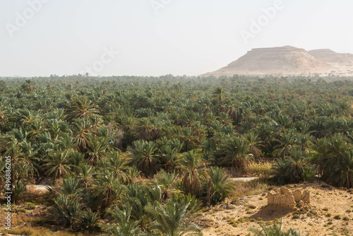 Green palm trees oasis with historical rock mountains background in sand desert oasis in cloudy daylight in Siwa oasis tourism spot in Egypt