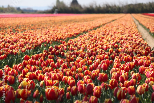 tulipes, Jonquière, France