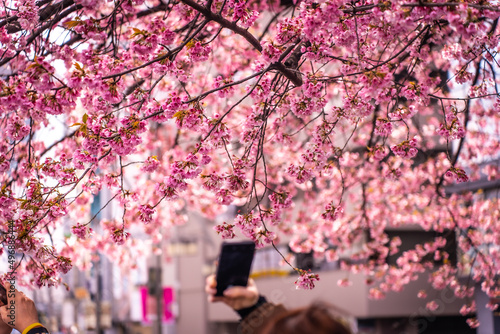 Photography A woman in black gloves is taking photos of the branches of an early-blooming pink cherry tree