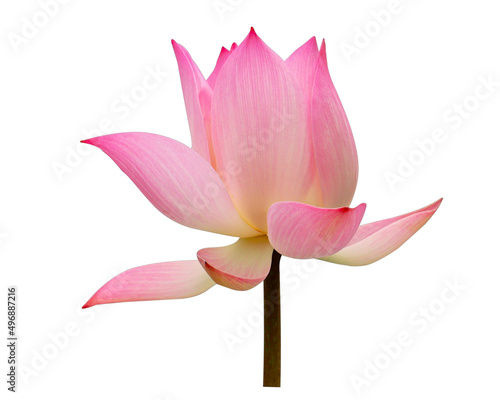 Lotus isolate on white background with clipping path.