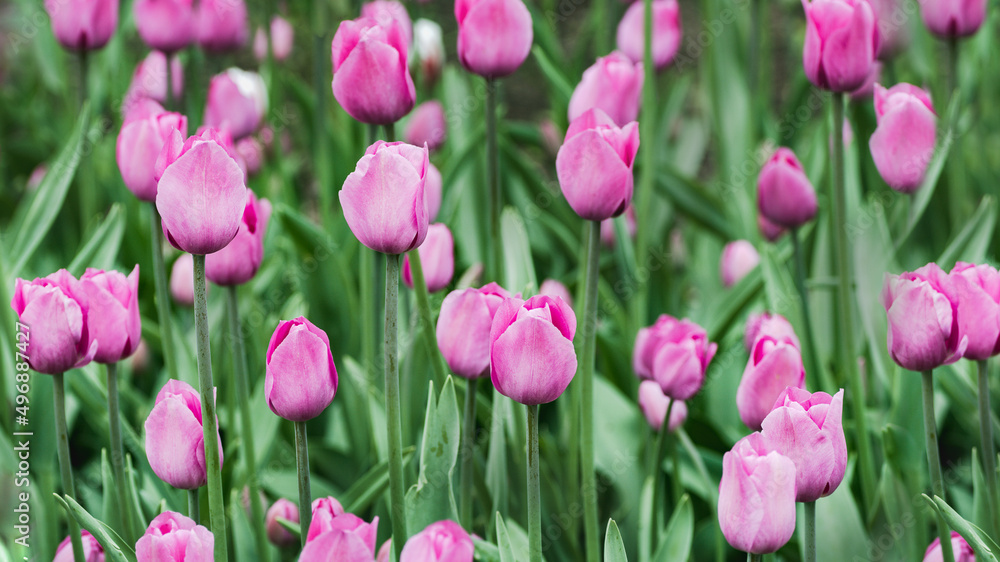natural background in pink color tulip selective focus natural background in pink color tulip selective focus