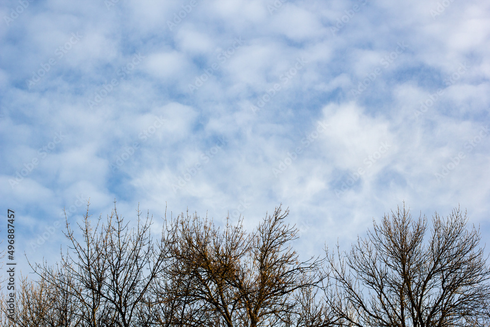 Naked tree branches against blue sky with white clouds. Naked tree branches against blue sky with white clouds.