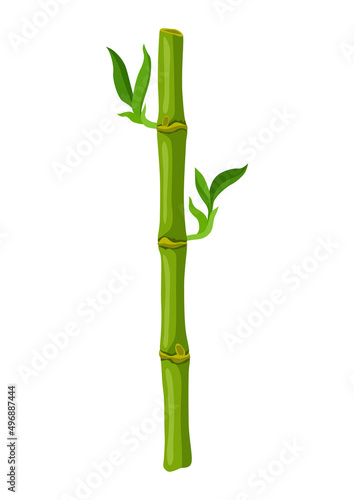 Illustration of green bamboo stem and leaves. Decorative exotic plants of tropic jungle.