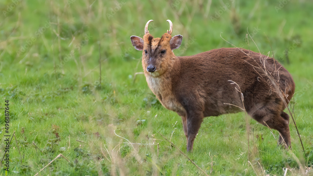Male muntjac deer (Muntiacus reevesi) stands in a field. Asian deer species introduced to the UK. Male muntjac deer (Muntiacus reevesi) stands in a field. Asian deer species introduced to the UK.