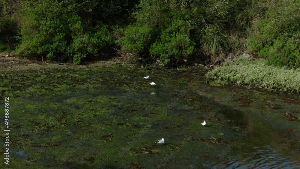 Beautiful fauna in shallow marsh, Seagulls and White egrets. Aerial view. Spain Beautiful fauna in shallow marsh, Seagulls and White egrets. Aerial view. Spain