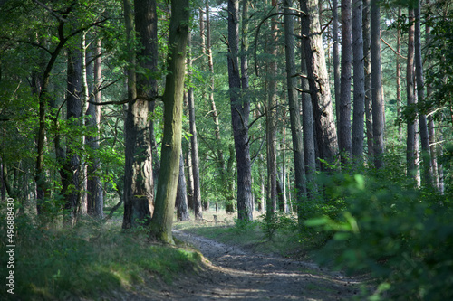 Spaziergang im Wald