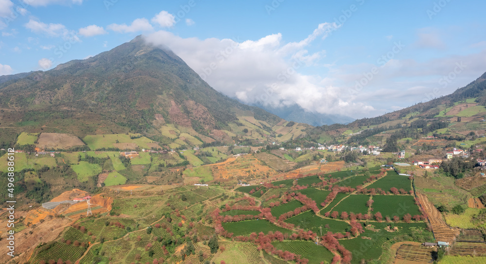 Cherry blossom and tea hill in Sapa, Vietnam. Sa Pa was a frontier township and capital of former Sa Pa District in Lao Cai Province in north-west Vietnam