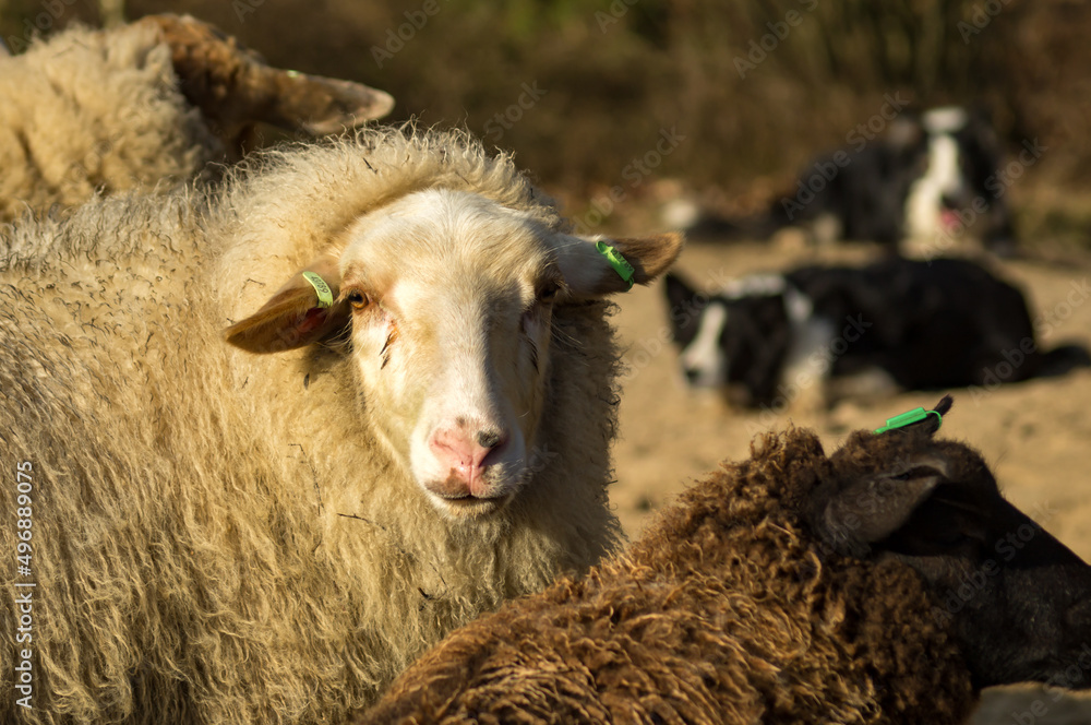 Obraz premium sheep