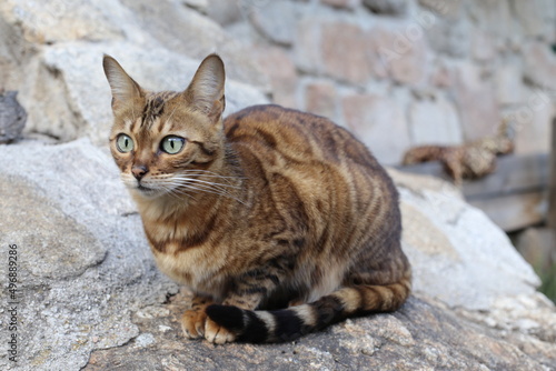 Bengal cat with beautiful markings 