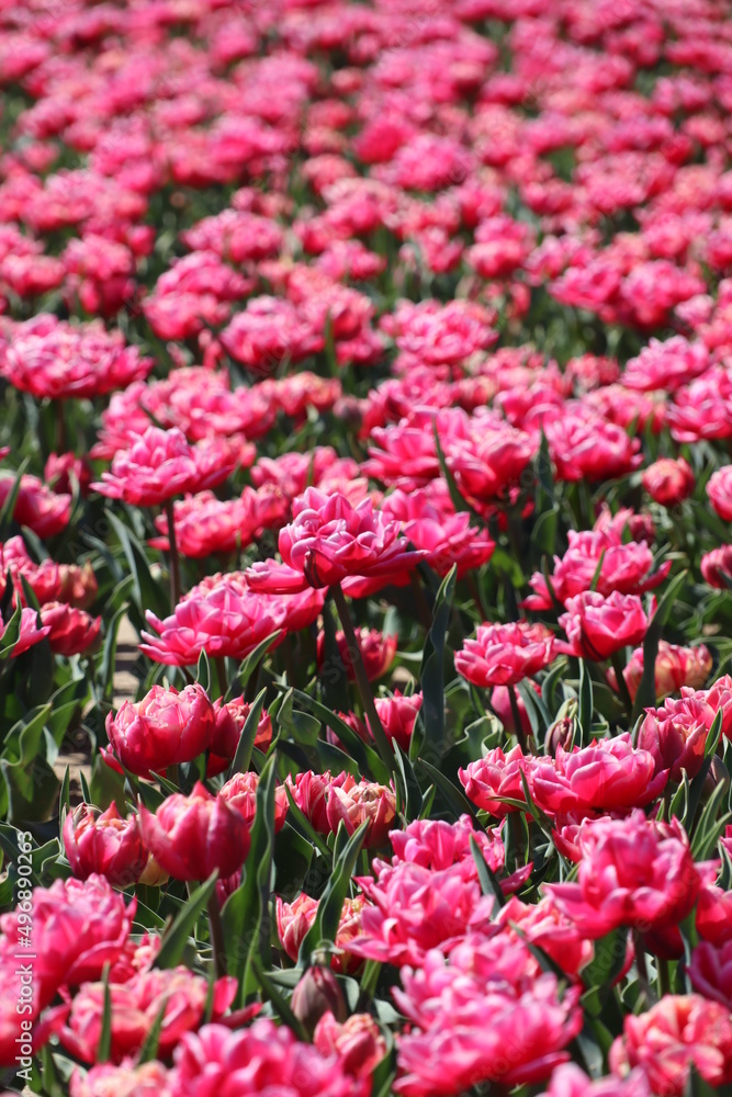 tulipes, Jonquière, France tulipes, Jonquière, France