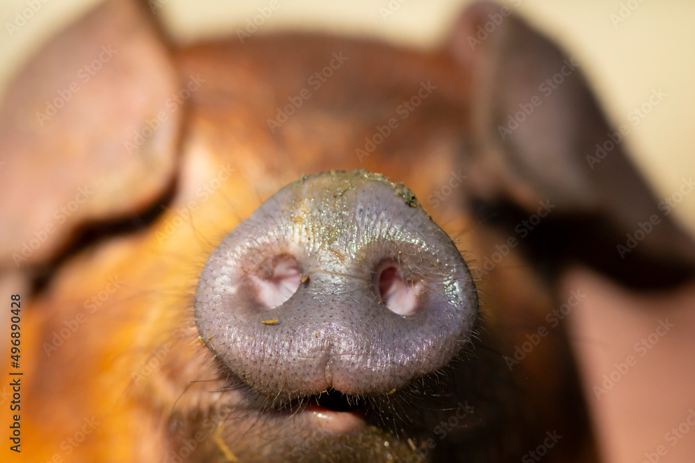 Retrato del hocico de un cerdo