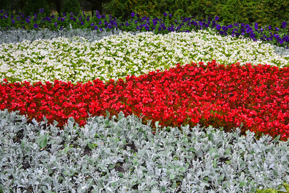 dywan kwiatowy z begoni stale kwitnących i starców popielnych, srebrzystych (Senecio cineraria), czerwone i biale kwiaty, kwiatowa flaga biało-czerwona - obrazy, fototapety, plakaty 