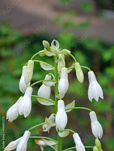 Kwiat galtonia biaława (Galtonia candicans) photo