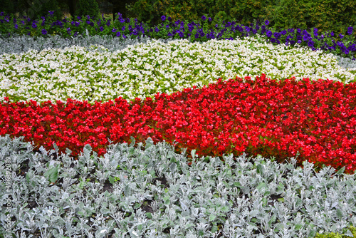 dywan kwiatowy z begoni stale kwitnących i starców popielnych, srebrzystych (Senecio cineraria), czerwone i biale kwiaty, kwiatowa flaga biało-czerwona, colour flowerbed