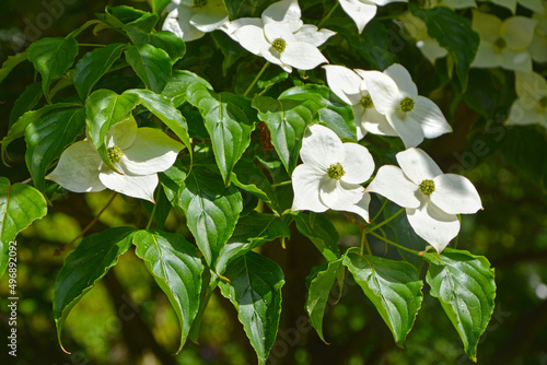 kwitnący na biało dereń kousa (Cornus kousa)  photo