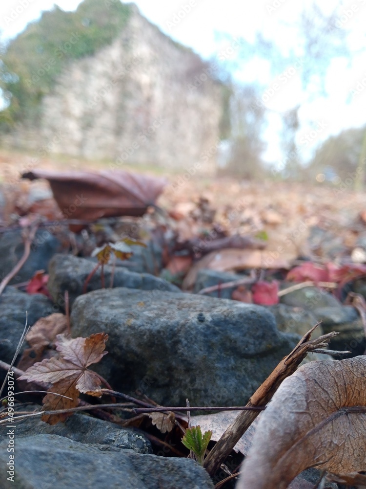 Rote Blätter mit Steinen an einer Mauer Rote Blätter mit Steinen an einer Mauer