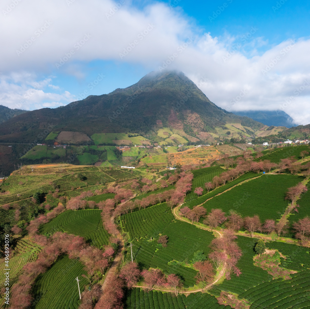 Cherry blossom and tea hill in Sapa, Vietnam. Sa Pa was a frontier township and capital of former Sa Pa District in Lao Cai Province in north-west Vietnam