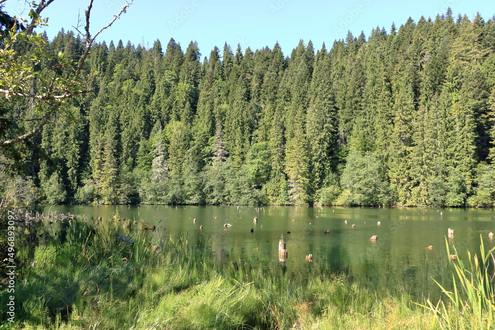 Obraz premium Lacu Rosu, Red Lake, at early autumn, in Transylvania, Harghita county, Romania, locals name it the Killer Lake