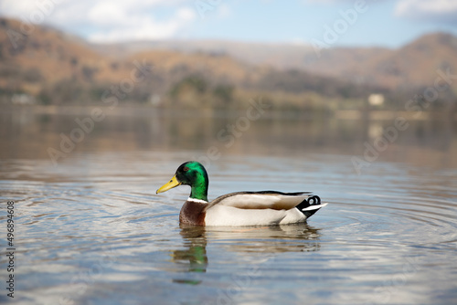 Foto Mallard duck drake on a calm lake