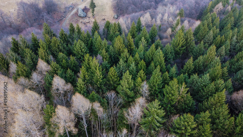 Aerial view of green coniferous forest in the mountains. Evergreen trees in the Italian Alps  view from above. Natural parkland background.