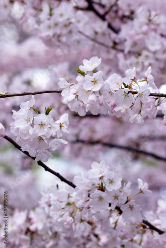 Beautiful flowers of the almond tree wallpaper. Delicate white and pink flower bouquets in backlight from the blossomed tree. Selective focus of branches and blue sky, blur background. Copy space.