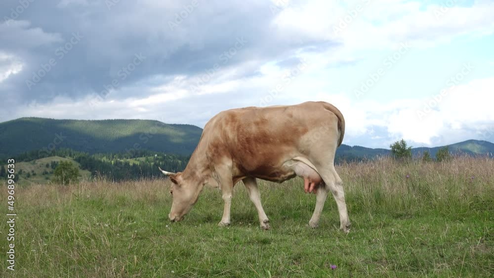 cow on a mountains pasture cow on a mountains pasture