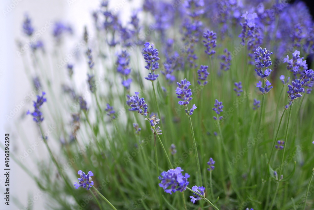 Obraz premium Lavendel