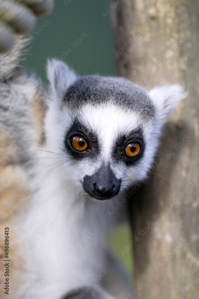 Fototapeta premium lemur on tree