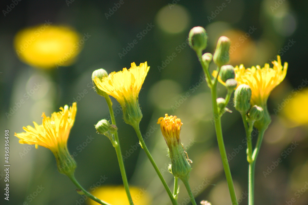Fototapeta premium Closeup of yellow perennial sowthistle flowers with selective focus on foreground