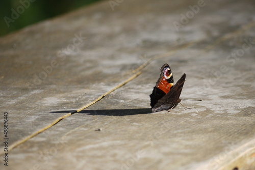 admiral butterfly photo